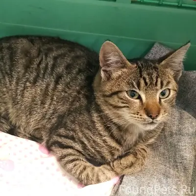 Найден котёнок, район Тимме