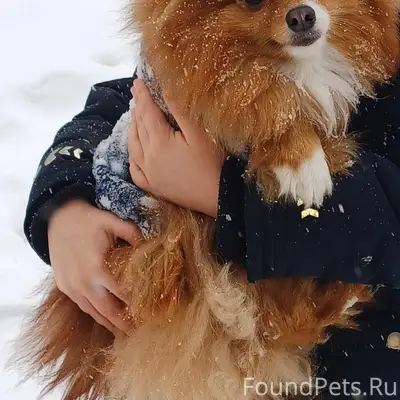 Пропал рыжий шпиц