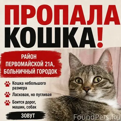 Пропала кошка Шмыга, Северск