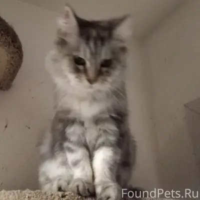 Найдена кошка, Екатеринбург, Уралмаш