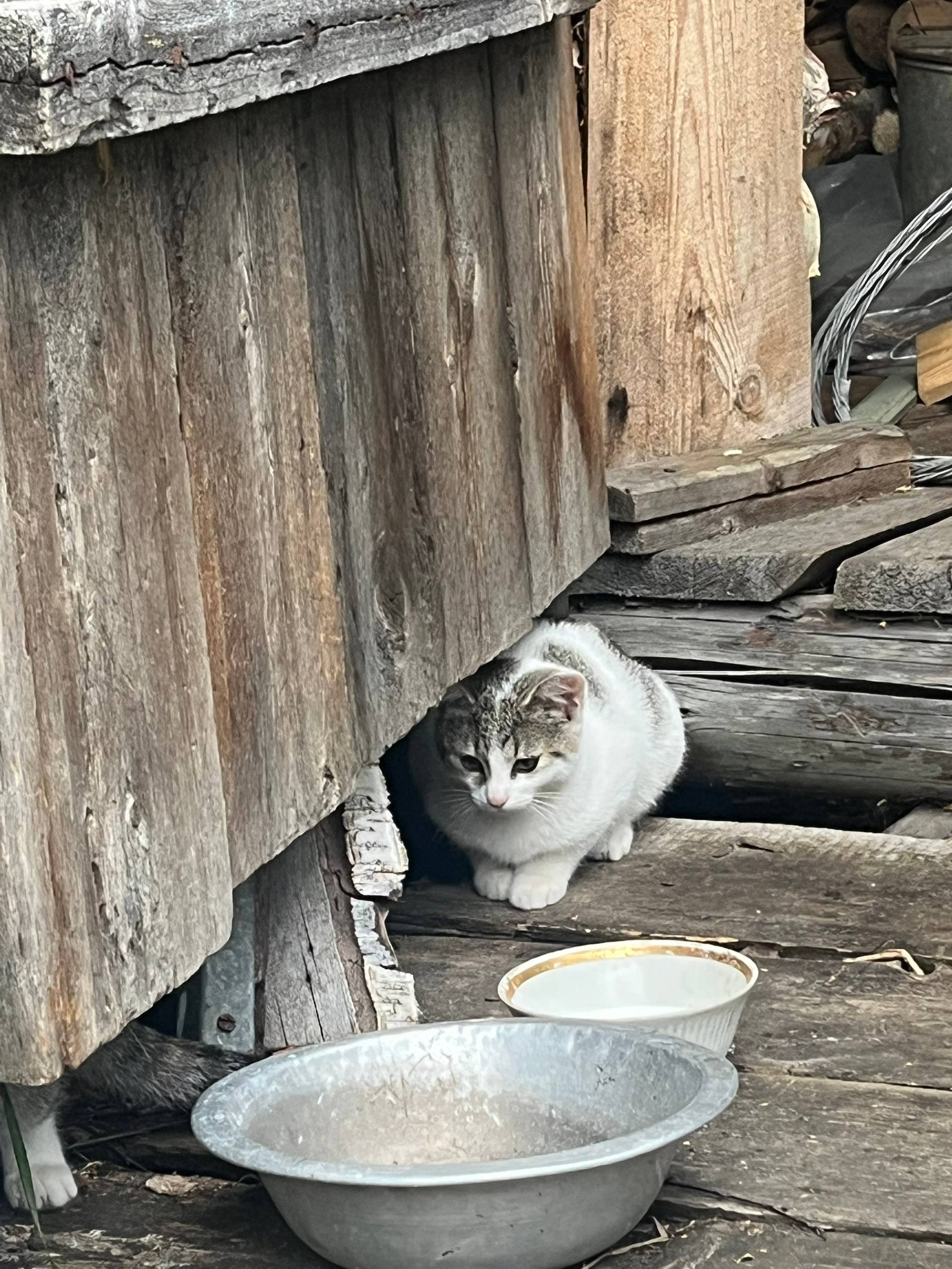 Найдены котята, Петрозаводск