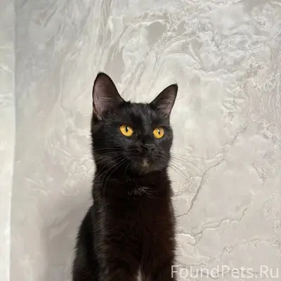Пропала кошка, район детской поликлиники