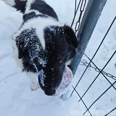 Пропала собака Ланда, Подольск