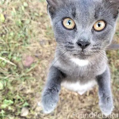 Найдена кошка, улица Лесная