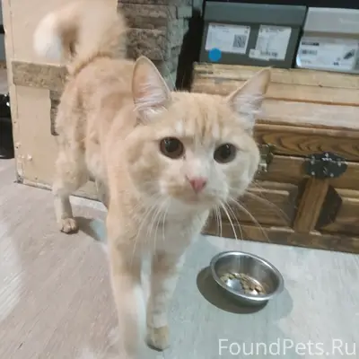 Найден кот, ул. Ручейная