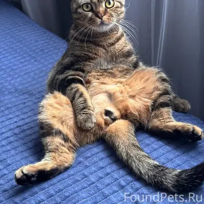 Пропал шотландский вислоухий кот Бася, Выборгский район
