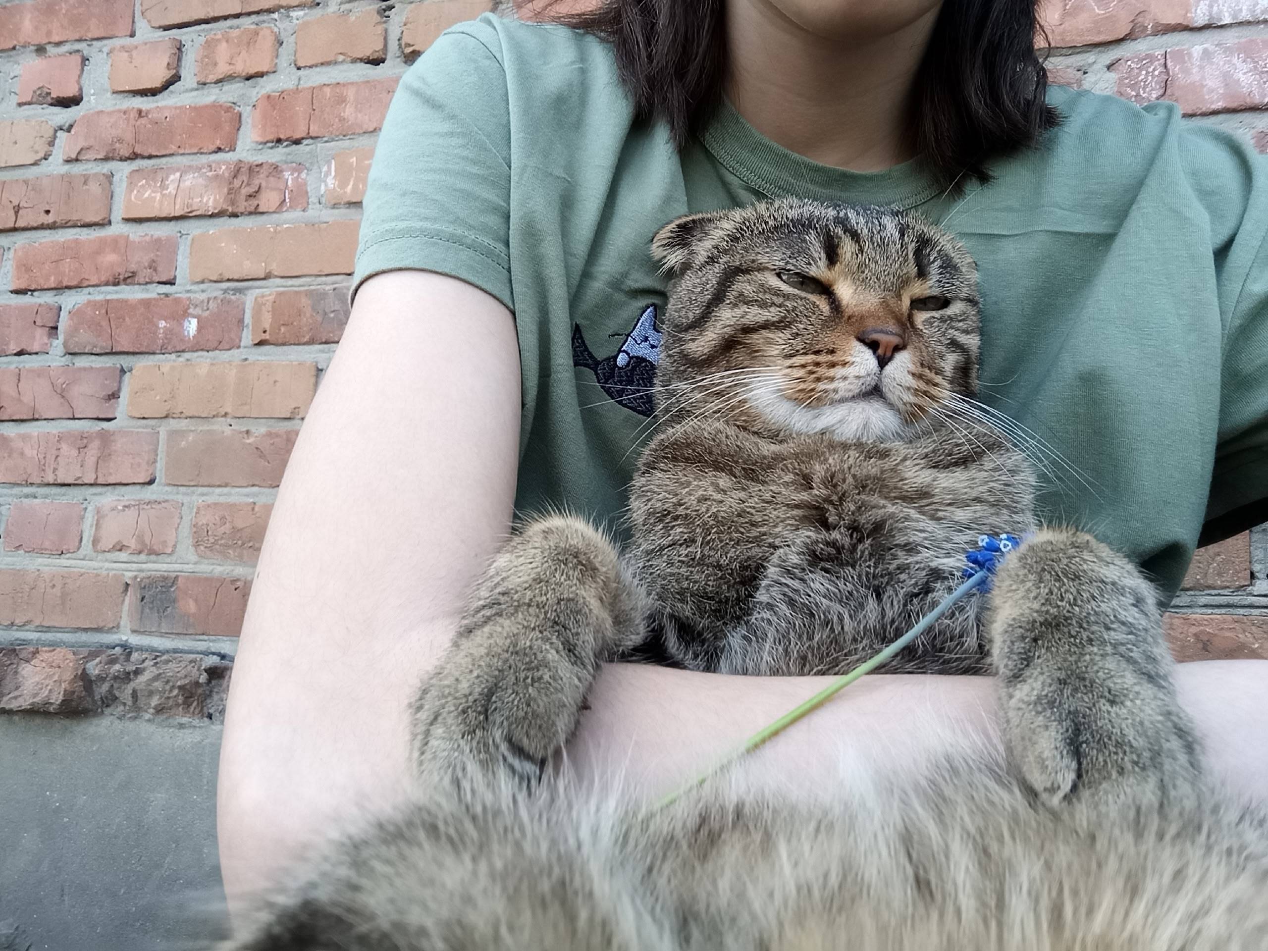 Пропал кот Меня, около медплазы