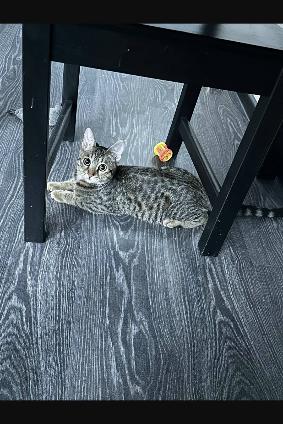 Найден котёнок, домашняя кошка