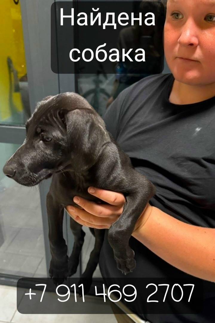 Найден тип собака, без указания места