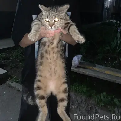 Найдена кошка, Искитим