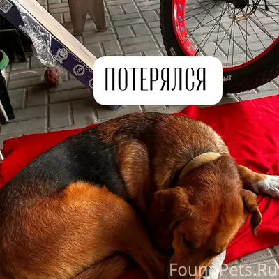Найден рыжий с чёрным пёс, Михайловск