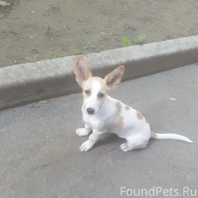 Пропала собака, Новоленино