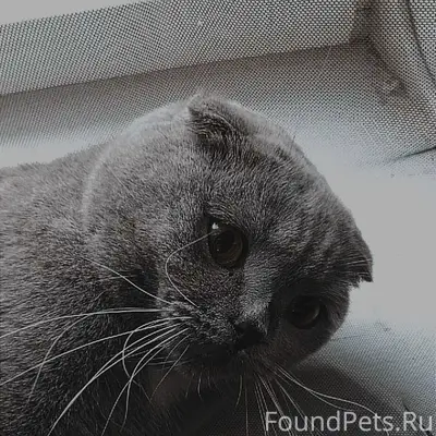Пропал кот, аллергик