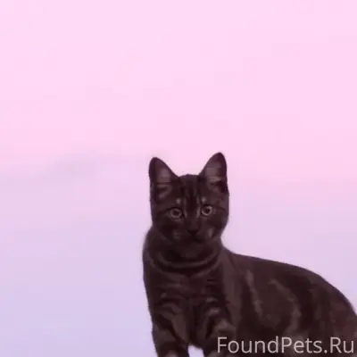 Пропал кот, мжк