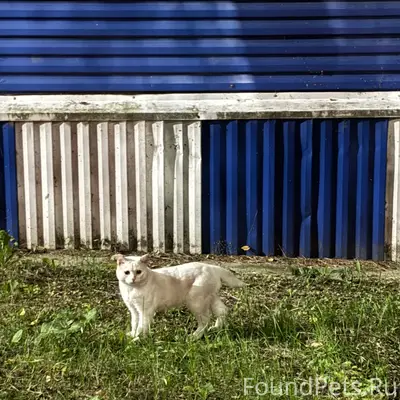 Найдены кошки, улица Мира