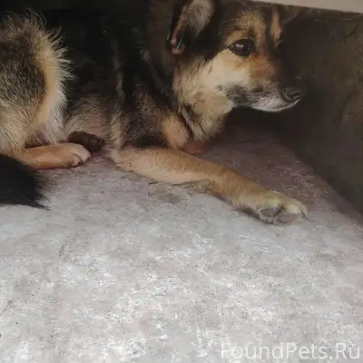 Пропал Покемон, синяя кляпса на ухе
