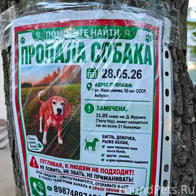 Пропала рыже-белая девочка бигль, Уфа