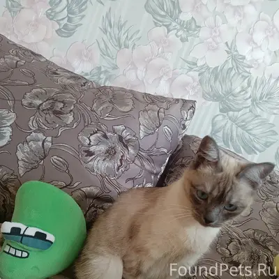 Пропала кошка, Вологда