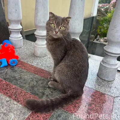 Найден кот, район ул. Пирогова