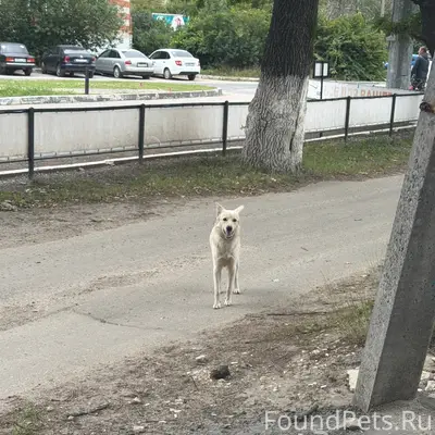 Пропала собака, Дашково Песочня