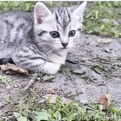 Пропал котёнок