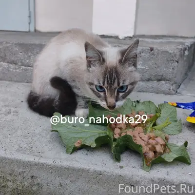 Найдена сиамская кошка, район Рембыттехники
