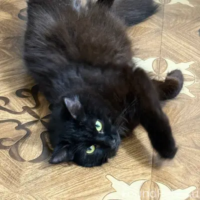 Пропала кошка, дачи