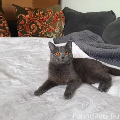 Пропала кошка Сильва, Иркутск