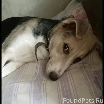 Пропала собака Леся, дом 269