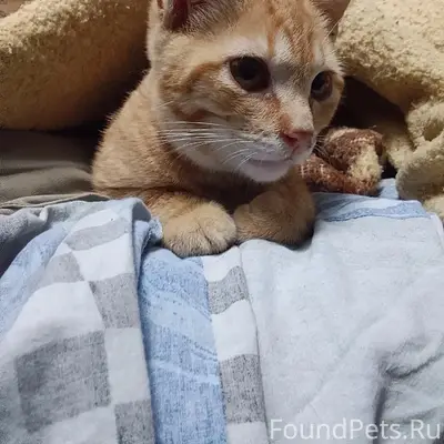 Найден рыжий котёнок, Ярцево