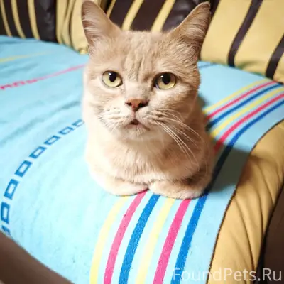 Найден кот, Абакан, Богдана Хмельницкого