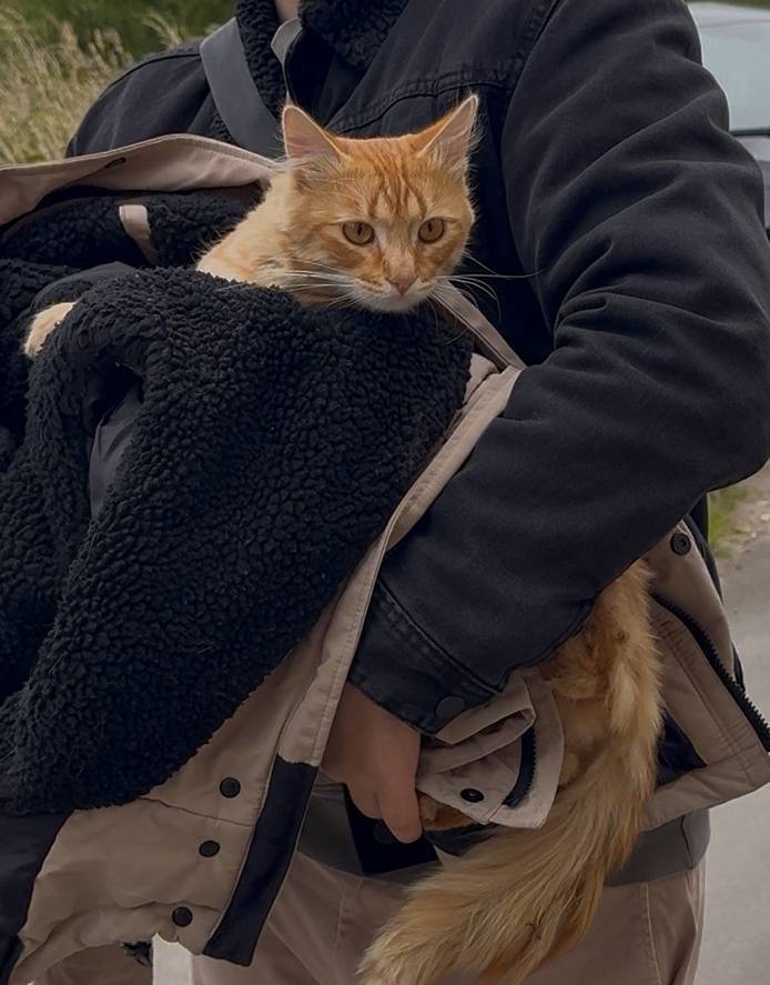 Найден рыжий кот, 5 мкр