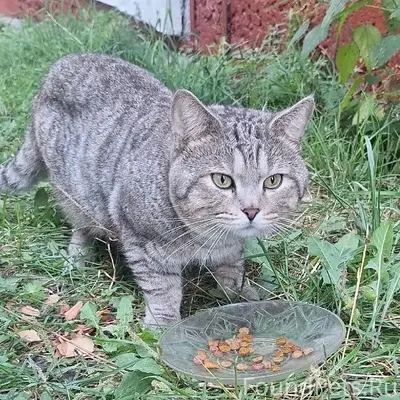 Найден кот, 10-й микрорайон