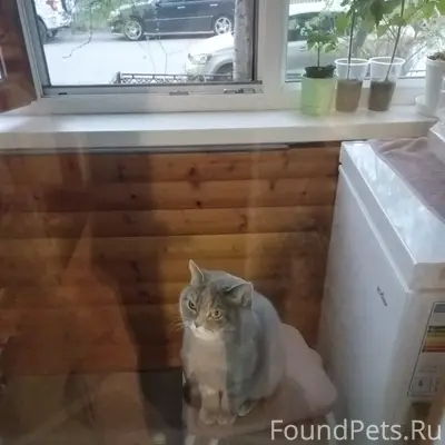 Пропала кошка,