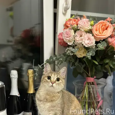 Пропала кошка Ася, район 27-й школы