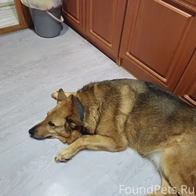 Пропала собака Рада