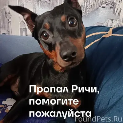 Пропал цвергпинчер, был на дороге в сторону Красного профинтерна
