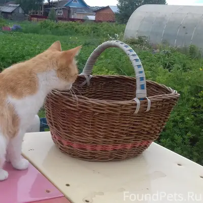 Пропала кошка рыжего окраса, Визинга