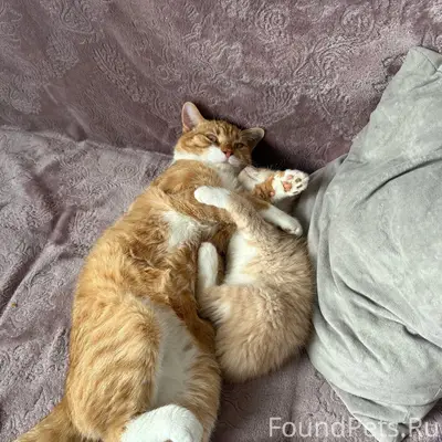 Пропал кот, Д. Кривцы