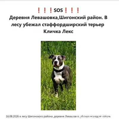 Пропал стаффордширский терьер Лекс, Шигонский район