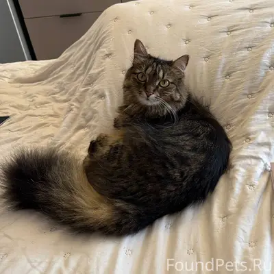 Пропала кошка Мия, ЖК Усадьба