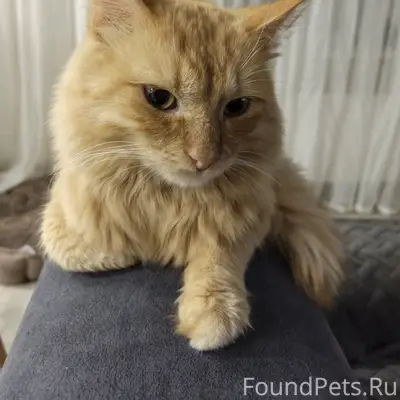 Найден кот, Ревда