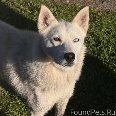 Найдена собака, на дачах