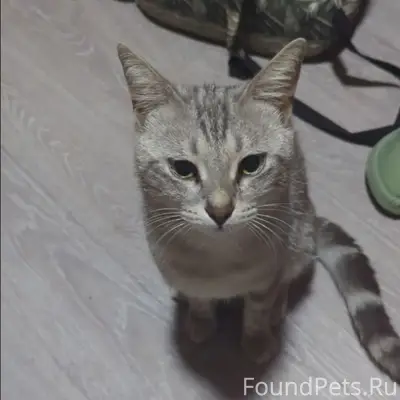 Пропал кот Билли, мхзю, каменка, стадион