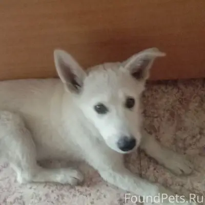Пропала собака Урса, возле стадиона