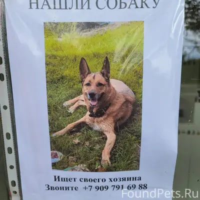 Найден пёс, место не указано