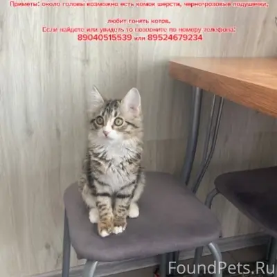 Пропал кот Сеня
