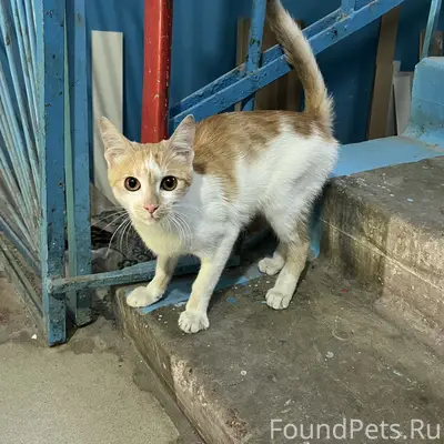 Найден котик рыже-белый 
