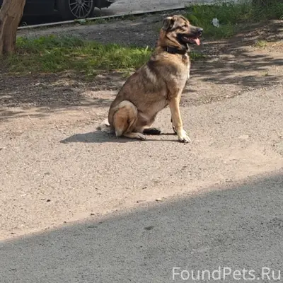 Найден пёс, Львовская