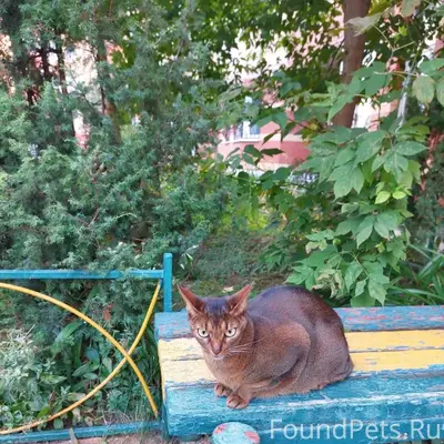 Найдена кошка, Долгопрудный